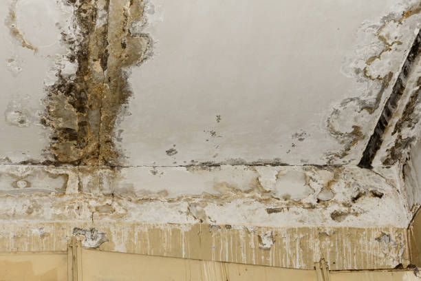 Best Comprehensive Air Testing for Mold Contaminants  in Ormond By The Sea, FL