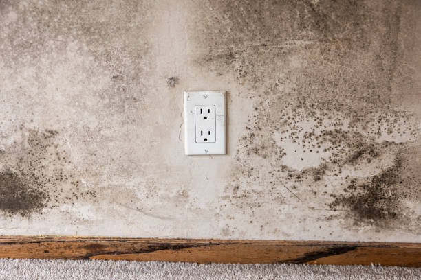 Best Post-Remediation Verification Testing  in Ormond By The Sea, FL